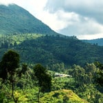 Best Uganda Coffee grown on a mountainside. 