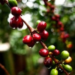 Natural process coffee growing on the tree. 