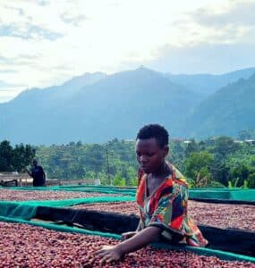 Ugandan Coffee veined monitored for quality. 